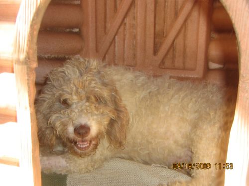 Chicca_003