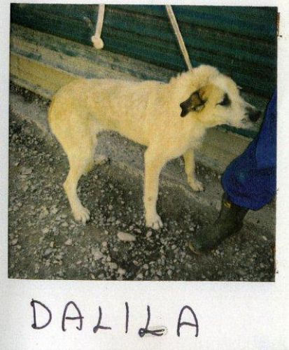 Dalila0031