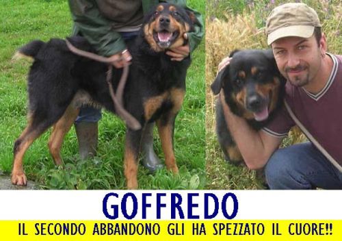GOFFREDO_APPELLO