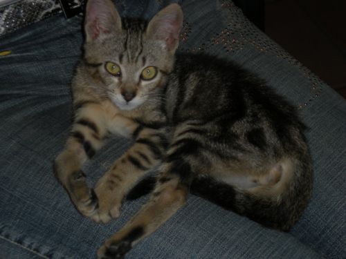 Micio