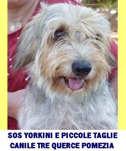SOS_YORKINI