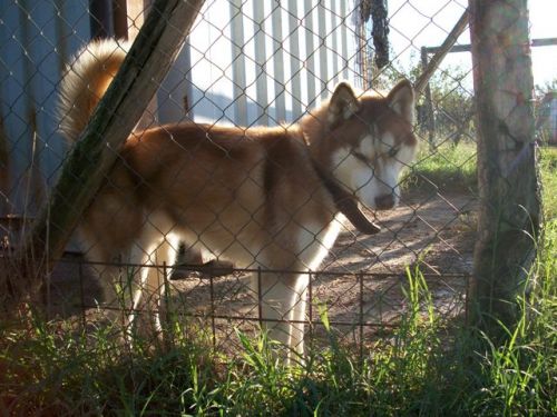 akita