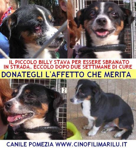 billy_appello