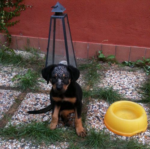 bimba_copy