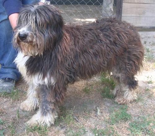 bobtail3