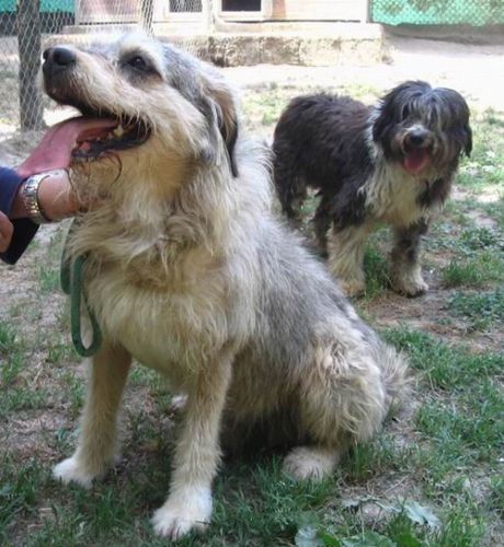 bobtail_rudy