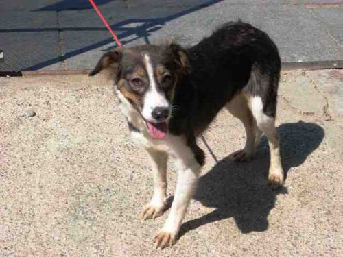 cagnetta_in_pericolo_2