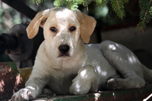 cagnolino2