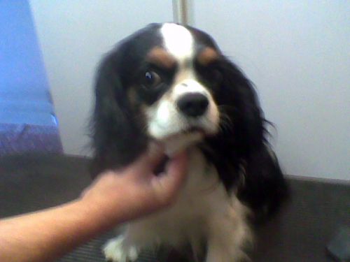 cavalier_King