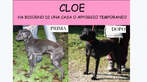 cloe