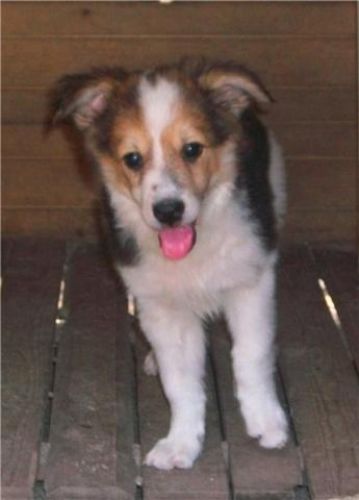 collie