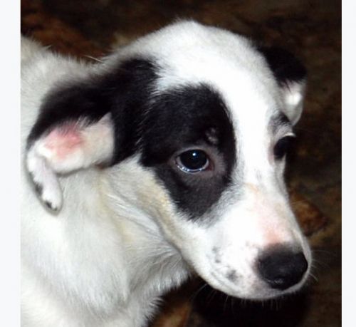 cucciola_pierrot