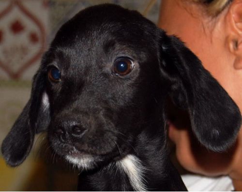 cucciola_setterina__nera1