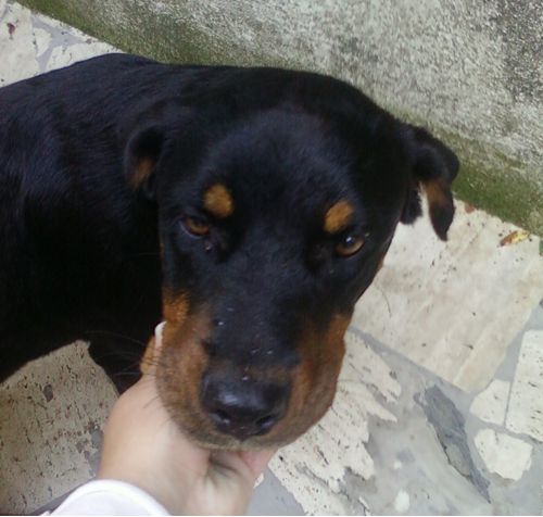 cucciolarot4