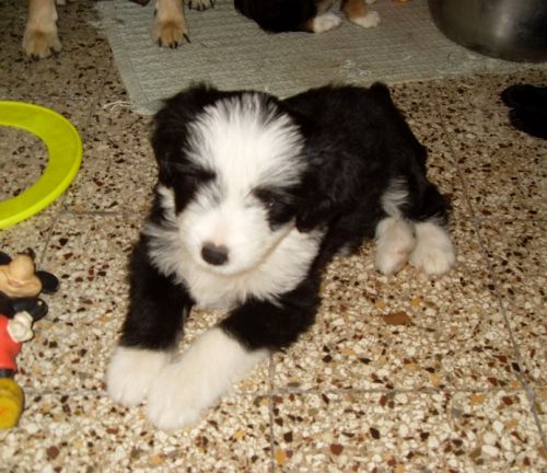 cuccioli-mamma