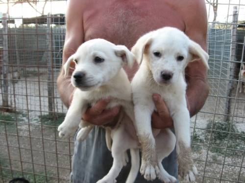 cucciolibianchi