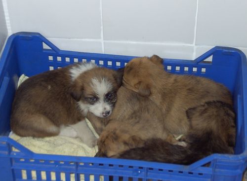 cucciolissimi