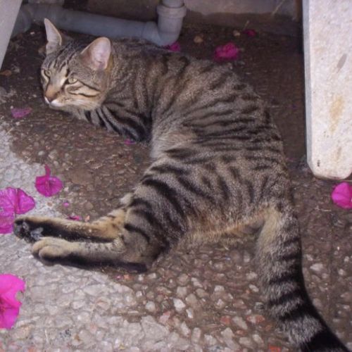 gatto_smarrito_centocelle