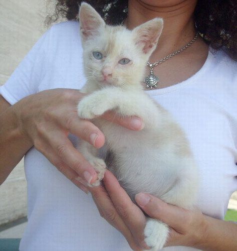 gatto_trottolino