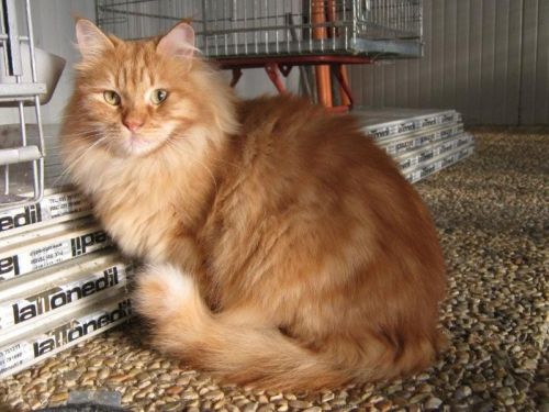 gattorosso