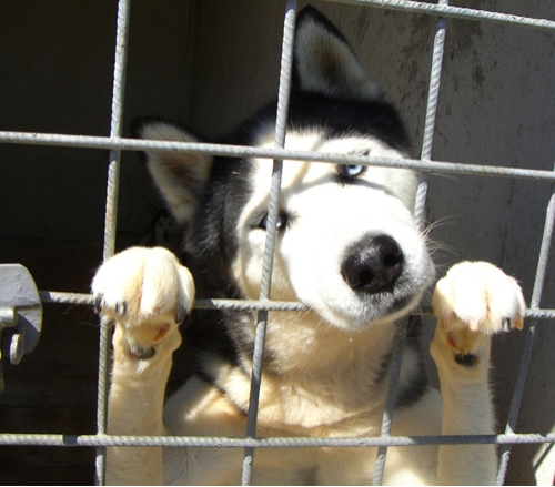 huskyfiglio4