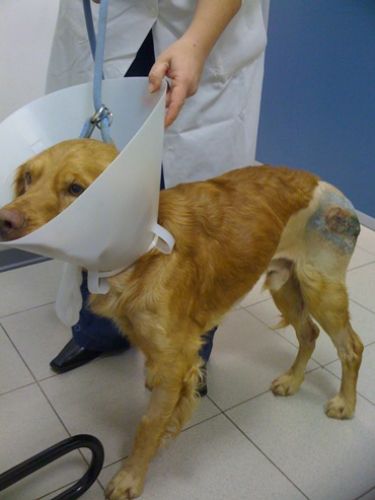 incidentato1
