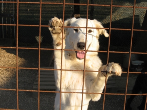 labradorina