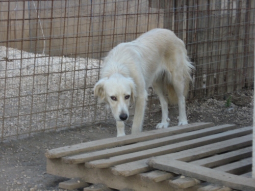 labradortimida