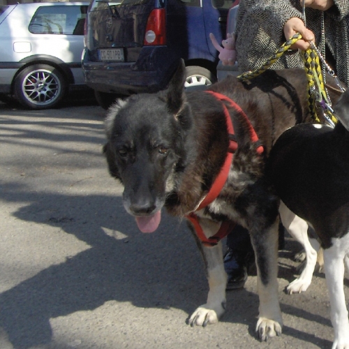 larona_con_lingua_di_fuori__big