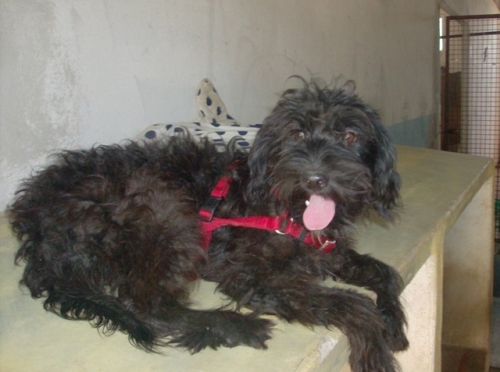matilde_in_canile4