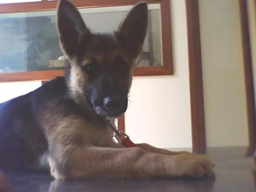maya