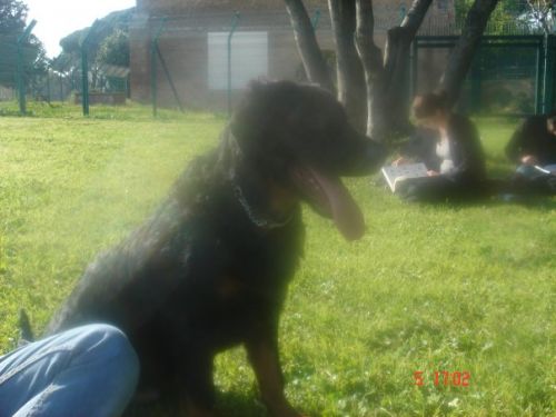 millo