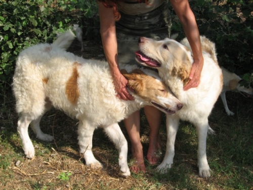 olgadogvillage