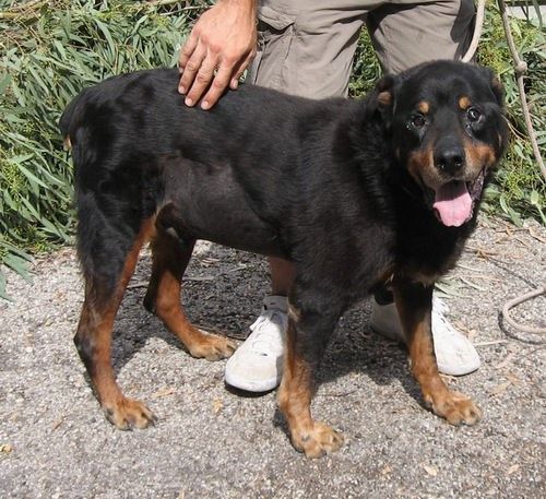 roccoexcin1