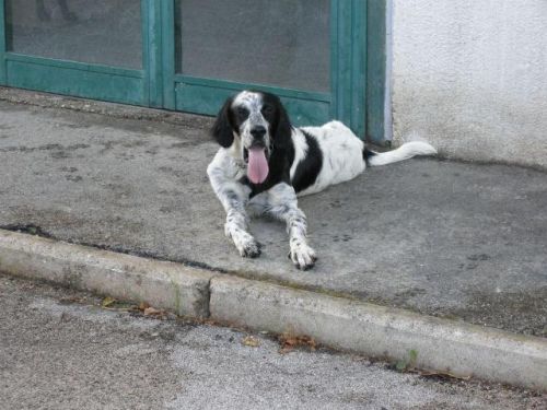 setter