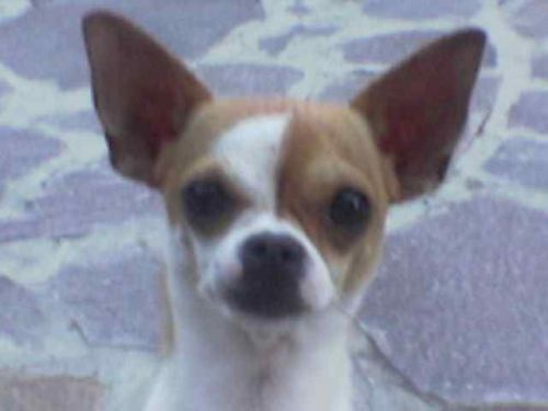 smarrito_ad_anguillara
