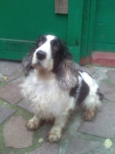 spaniel