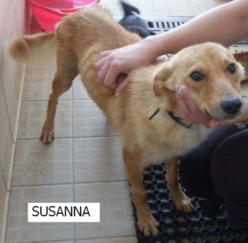 susanna
