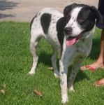 1552-09-cane-_muratella