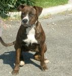 1598-09_cane
