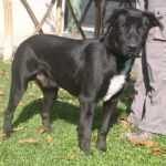 1703-09_canile_muratella