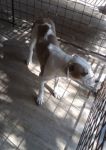 AMSTAFF_1