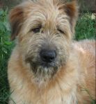 Bengy_hotel_cani_e_gatti_1