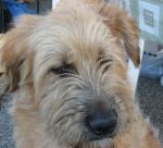Bengy_hotel_cani_e_gatti_2