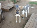 CUCCIOLONE_6_MESI--
