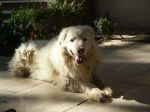 Charlot_x_cucciolissimi_n.1