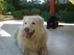 Charlot_x_cucciolissimi_n.2