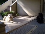 Charlot_x_cucciolissimi_n.4