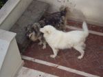 Charlot_x_cucciolissimi_n.5
