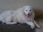 Charlot_x_cucciolissimi_n.7